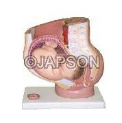 Human Female Pelvis (4 Parts) PVC Plastic Human Female Pelvis (4 Parts) PVC Plastic